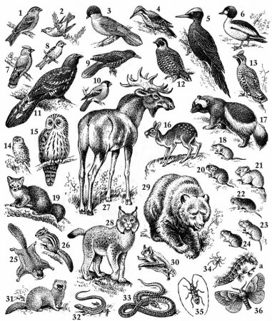 Изображение птиц и зверей