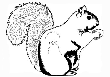 Белка раскраска для детей