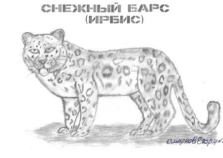 Животные занесенные в красную книгу рисунки