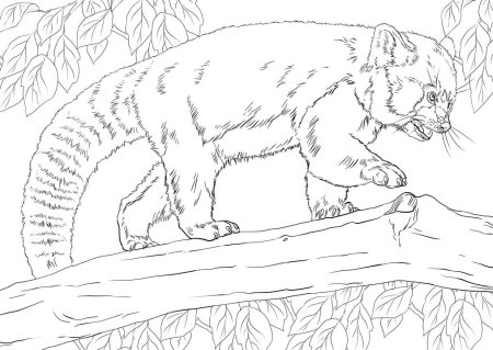 Красная Панда раскраска для детей