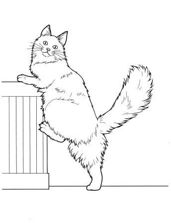 Кот Мейн кун