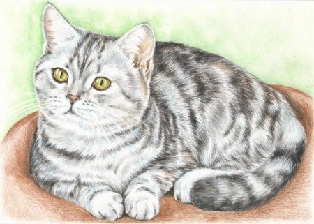 Домашний питомец рисунок