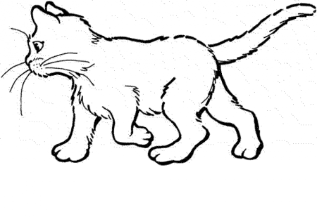 Раскраска кот