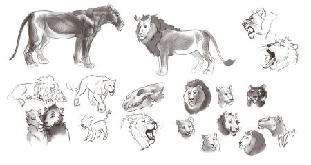 Анатомия головы Льва