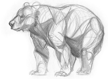 Анатомия медведя для художников
