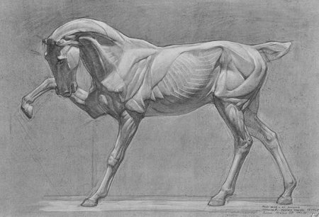 Экорше лошади