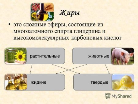 Содержание жиров в продуктах