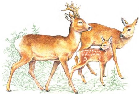 Косуля Сибирская