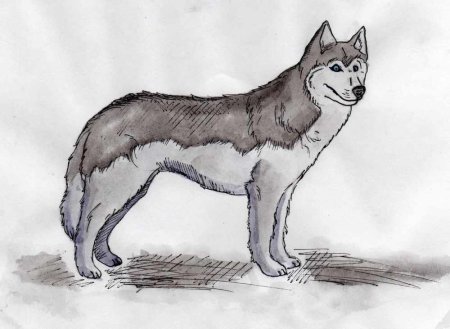 Животные Сибири рисунок