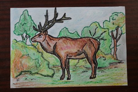 Рисунки животных Кузбасса