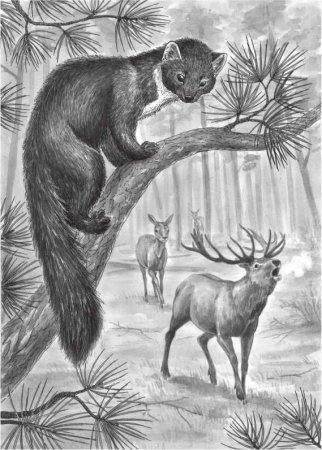 Соболь рисунок