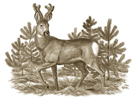 Косуля рисунок