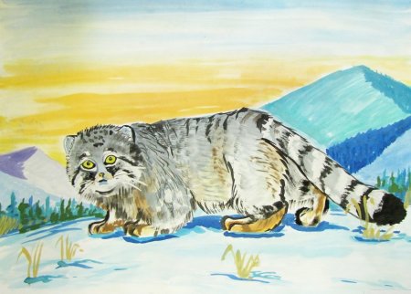 Манул Забайкальский край рисунок