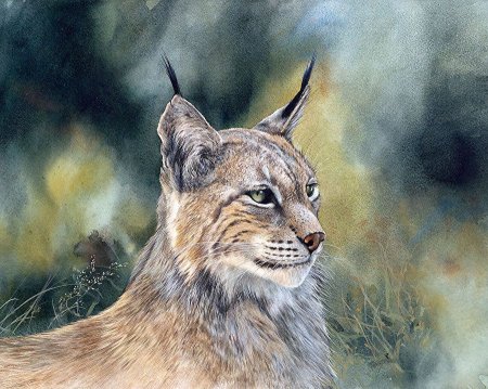 Рысь акварель