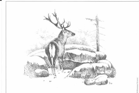 Тайга рисунок карандашом