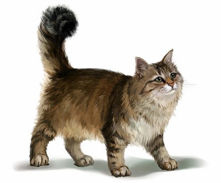 Кошка для детей