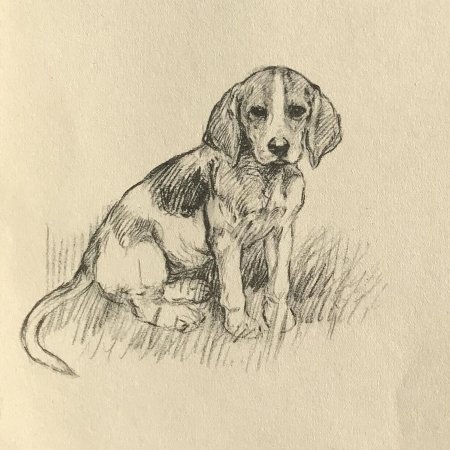 Зарисовки собак