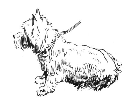 Собака тушью