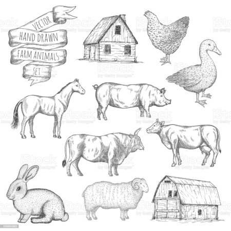 Графические изображения домашних животных для детей