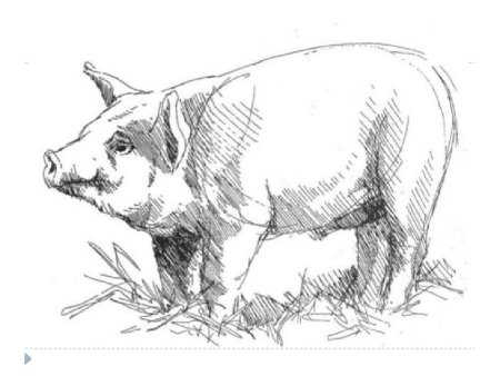 Зарисовки животных с натуры