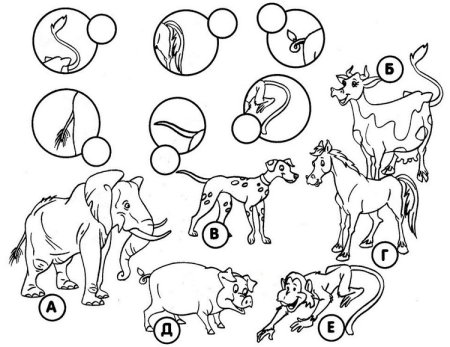 Животные задания для дошкольников