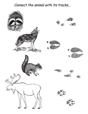 Задания для детей чьи следы
