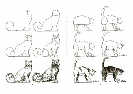 Схема рисования кошки