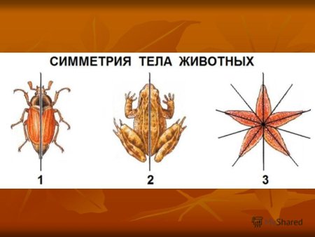 Зеркальная симметрия у животных