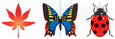 Симметричные предметы в природе