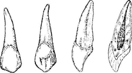 Клыки эскиз