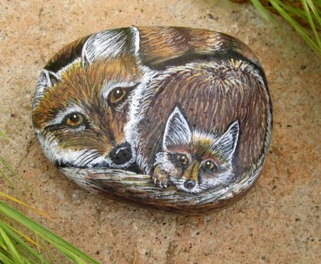 Енот на Камне