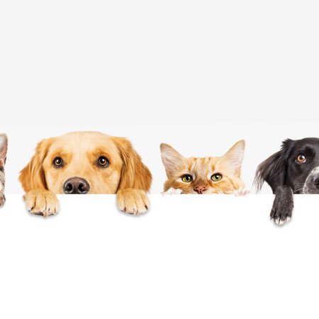 Собака выглядывает из за угла