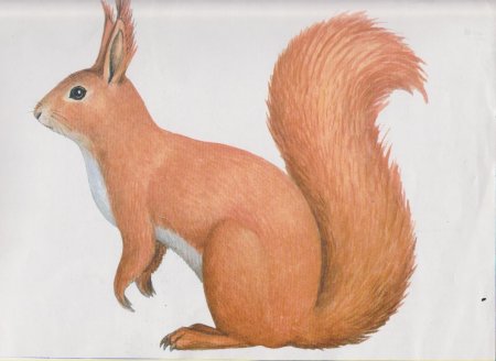 Дикие животные для детей