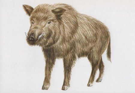 Животные по одному