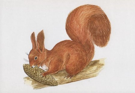 Дикие животные