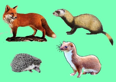 Дикие животные для детей по отдельности