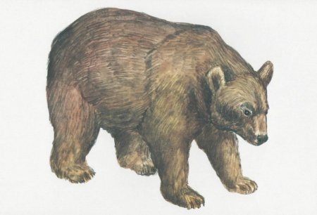 Иллюстрации диких животных для детей