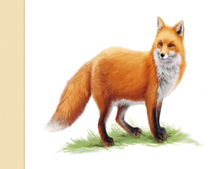 Лосиха на белом фоне