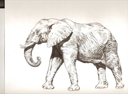 Слоник сбоку