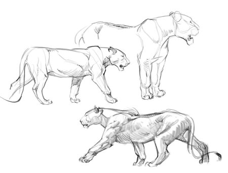 Референс анатомия Львов