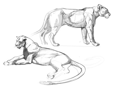 Референсы львиц сбоку