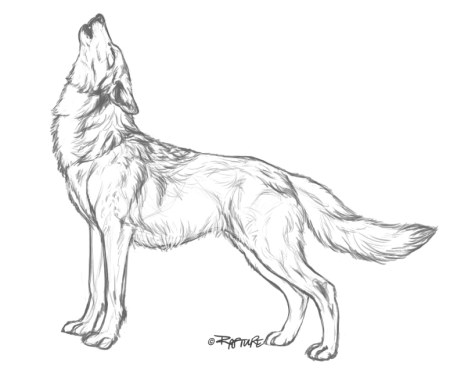 Нарисовать волка в полный рост