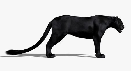 Пантера вид сбоку животное