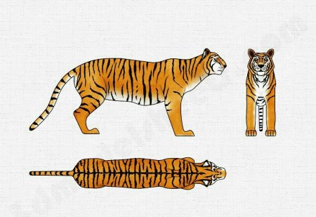 Тигр вид сбоку