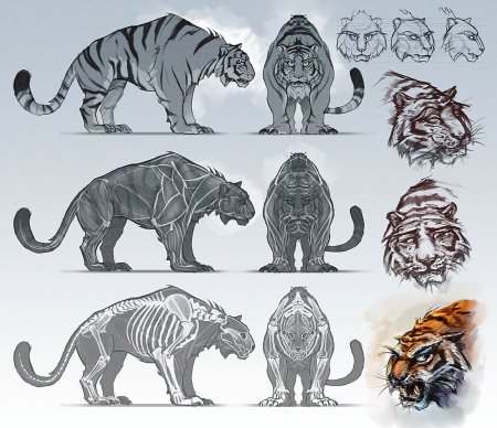 Тигр сбоку референс