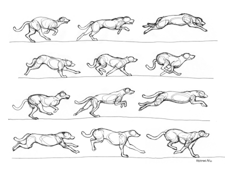 Собака бежит референс