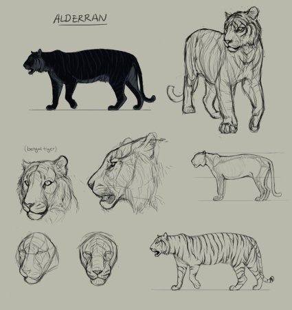 Тигр туториал анатомия