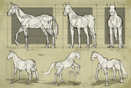 Лошадь референс анатомия