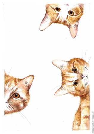 Морда кота сверху