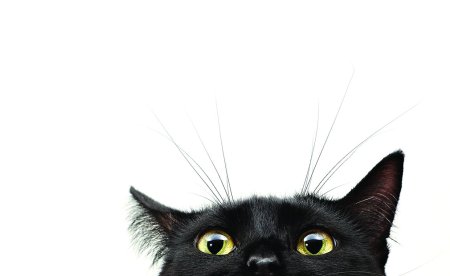 Кот выглядывает